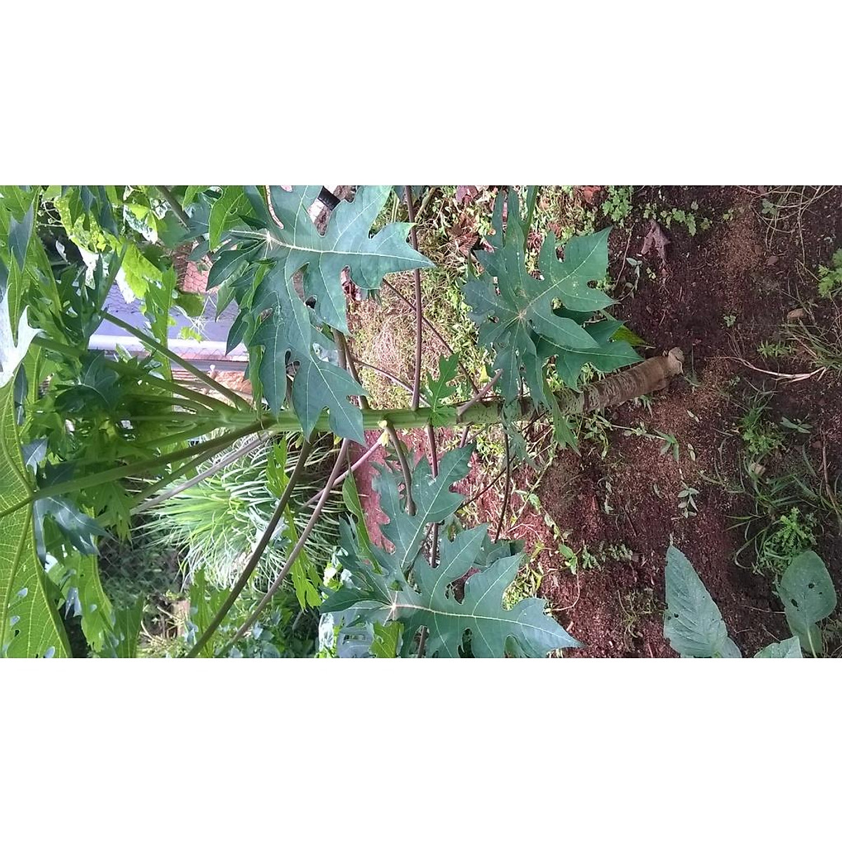 Cây giống Đu Đủ ĐỘT BIẾN GEN [ RẺ HƠN HOÀN TIỀN ] - Hạt giống