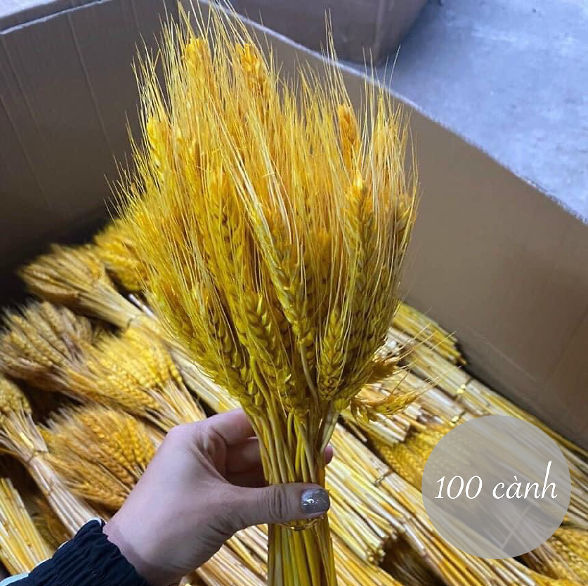 Bông Lúa Mạch Vàng Khô Decor Set 100 Bông - Trang Trí - Decor - Để Bàn