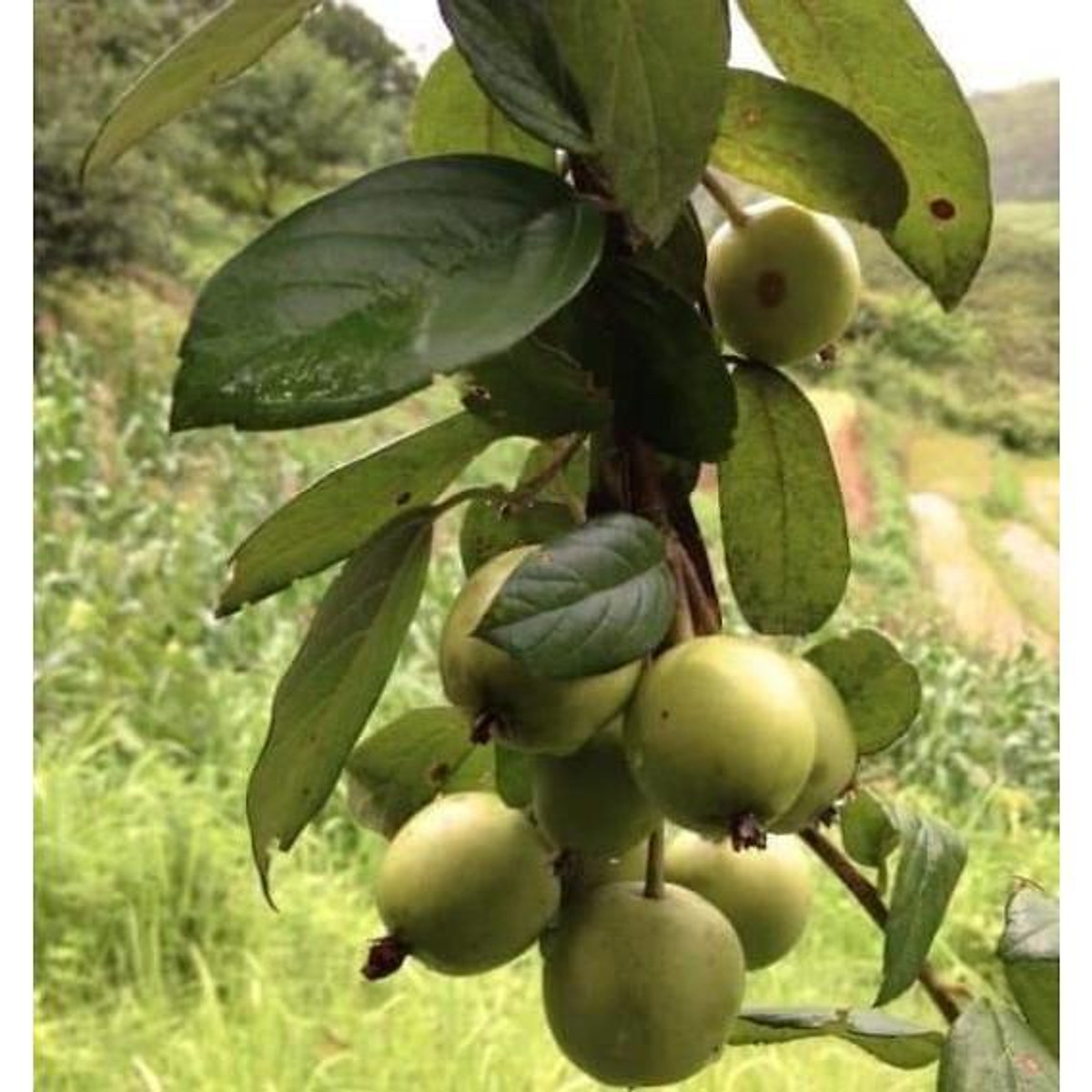 Mua Giống táo mèo