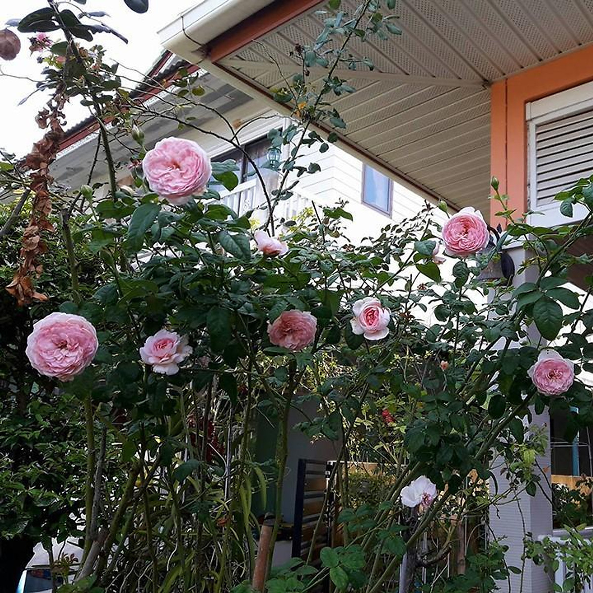 Hoa Hông Leo Mon Coeur Rose +Tặng 02 Cây Nhót Ngọt | Chuyên Cây Giống Khánh Linh | Tiki