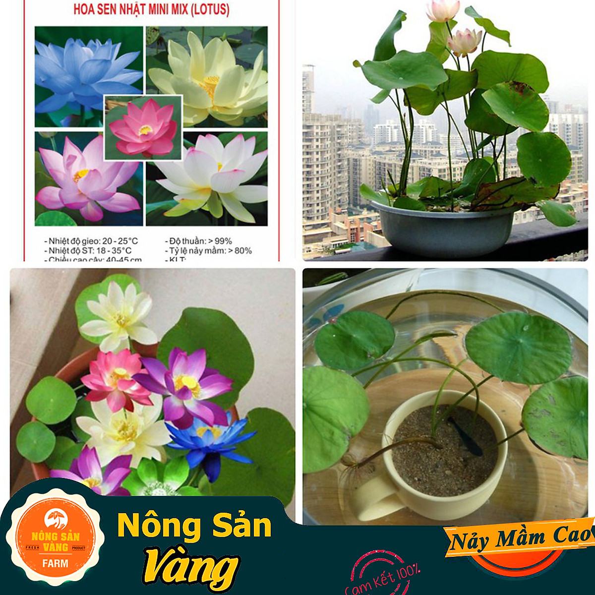 10 Hạt giống Hoa Sen Mini Nhật ( Màu Ngẫu Nhiên ) - Nông Sản Vàng