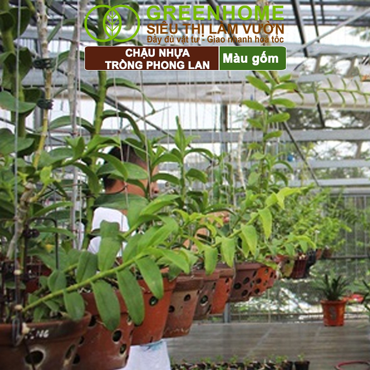 Chậu Trồng Lan Greenhome, R15xC10cm, Nhựa Màu Gốm, Bền, Đẹp, Chống Rơi Vỡ, Thoáng Rễ, Giá Thành Tốt