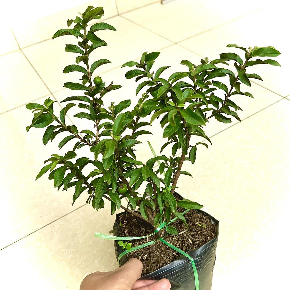 Cây ổi tàu lá nhỏ (ảnh thật) - Cây cảnh