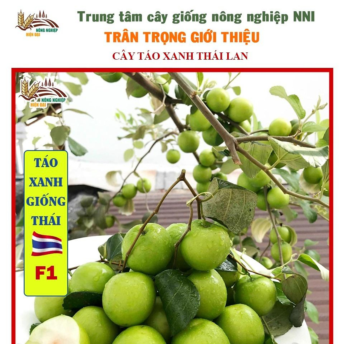 Cây táo xanh Thái cây con F1 cho ra trái to tròn mọng nước dễ trồng