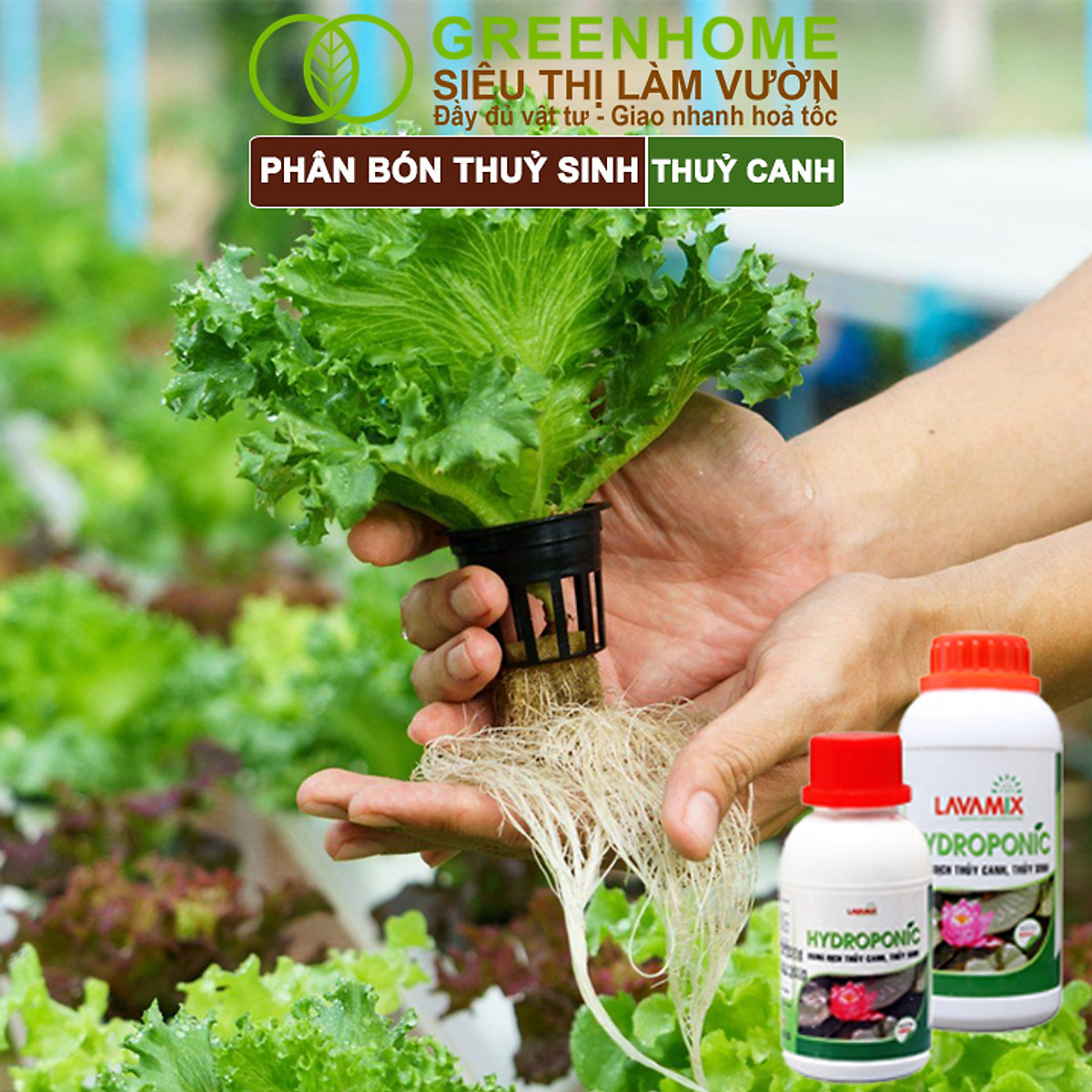 Dung Dịch Thủy Canh Greenhome, Lavamix, Phân Bón Cây Thuỷ Sinh, Hoa Sen, An Toàn Cho Cá, Tép Cảnh