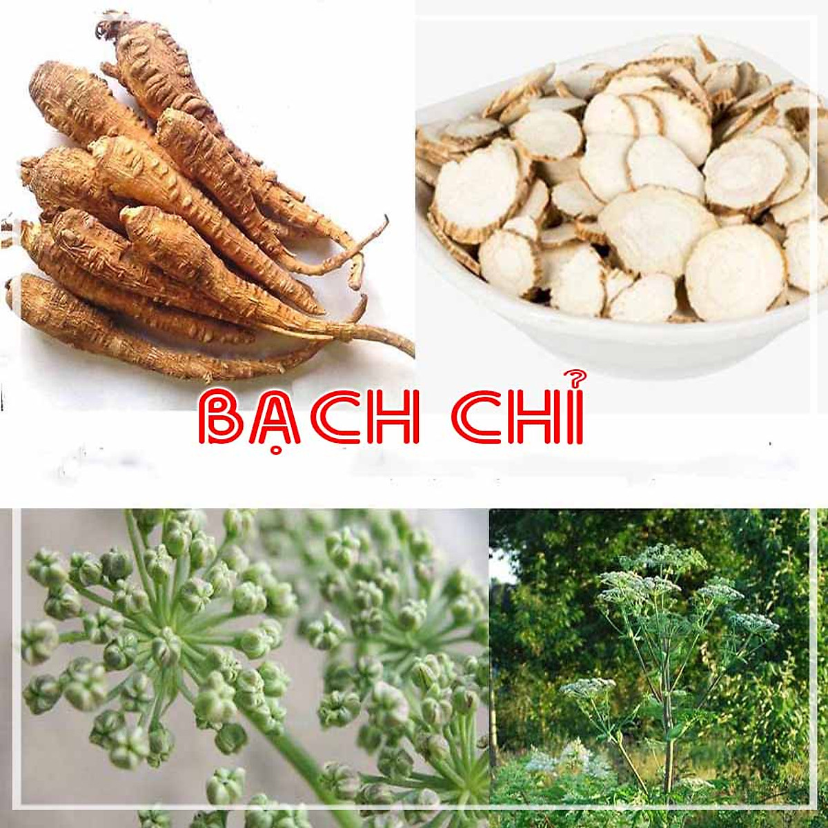 1kg Bạch chỉ vị thuốc bắc khô sạch - Hạt giống