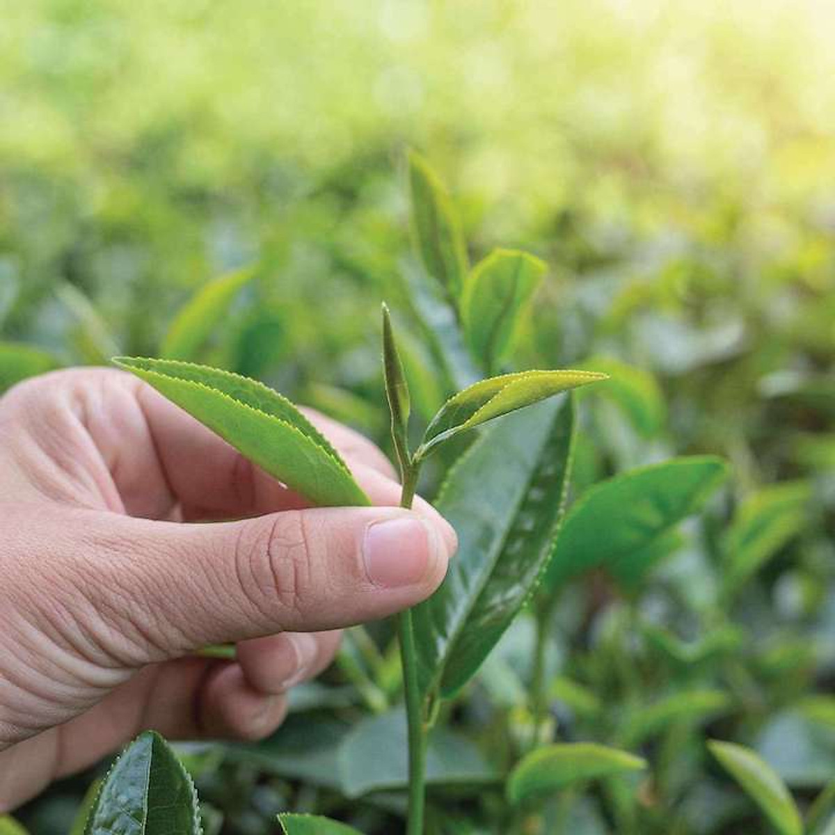 Trà Xanh Hương Dứa DalatFarm - Túi 150Gr