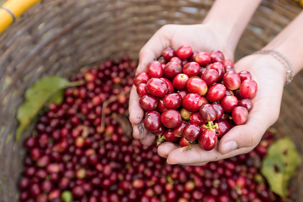 Cà Phê rang xay hương Hạt Dẻ Hazelnut - Hemera Coffee (250g)
