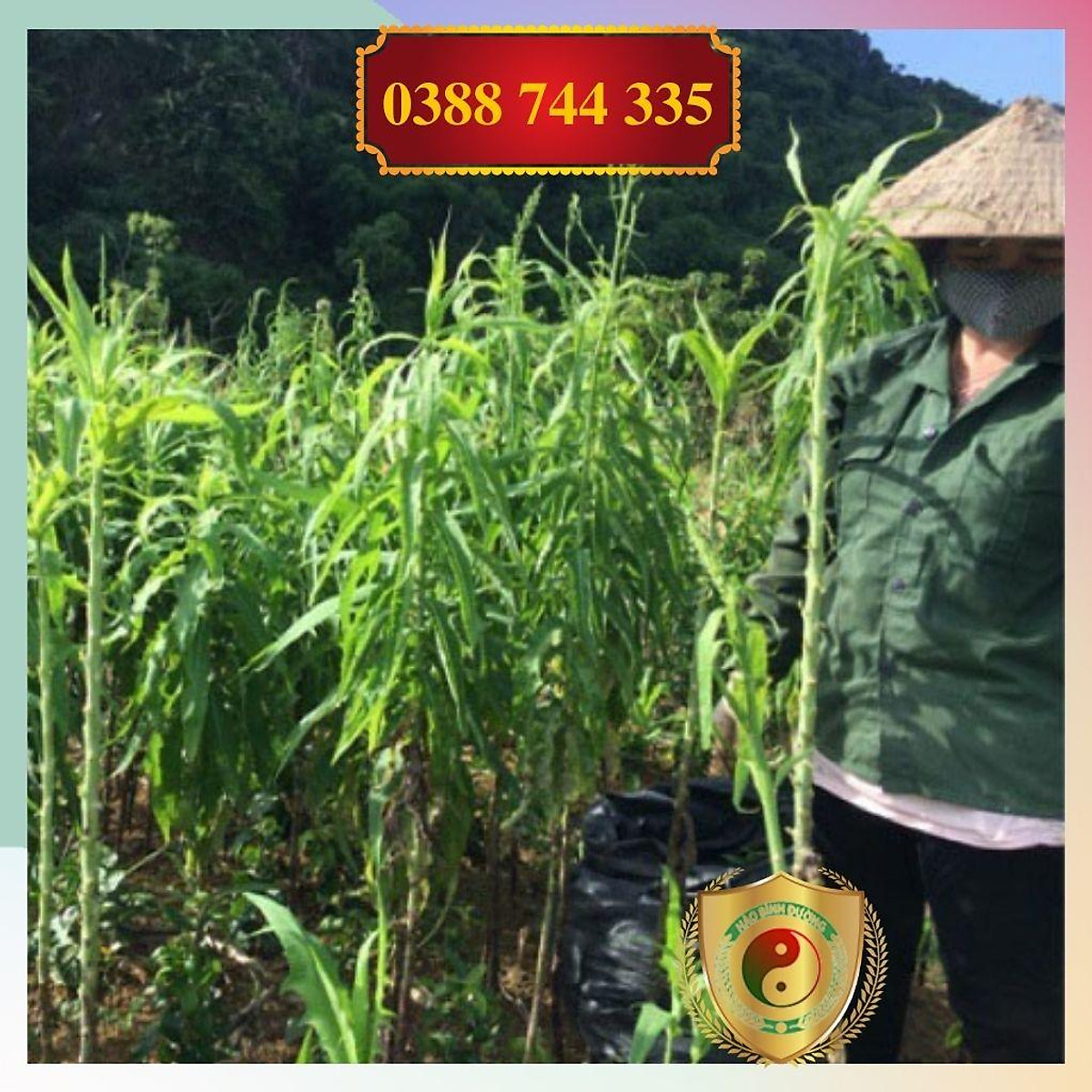1kg Lá Cây Bồ Công Anh khô