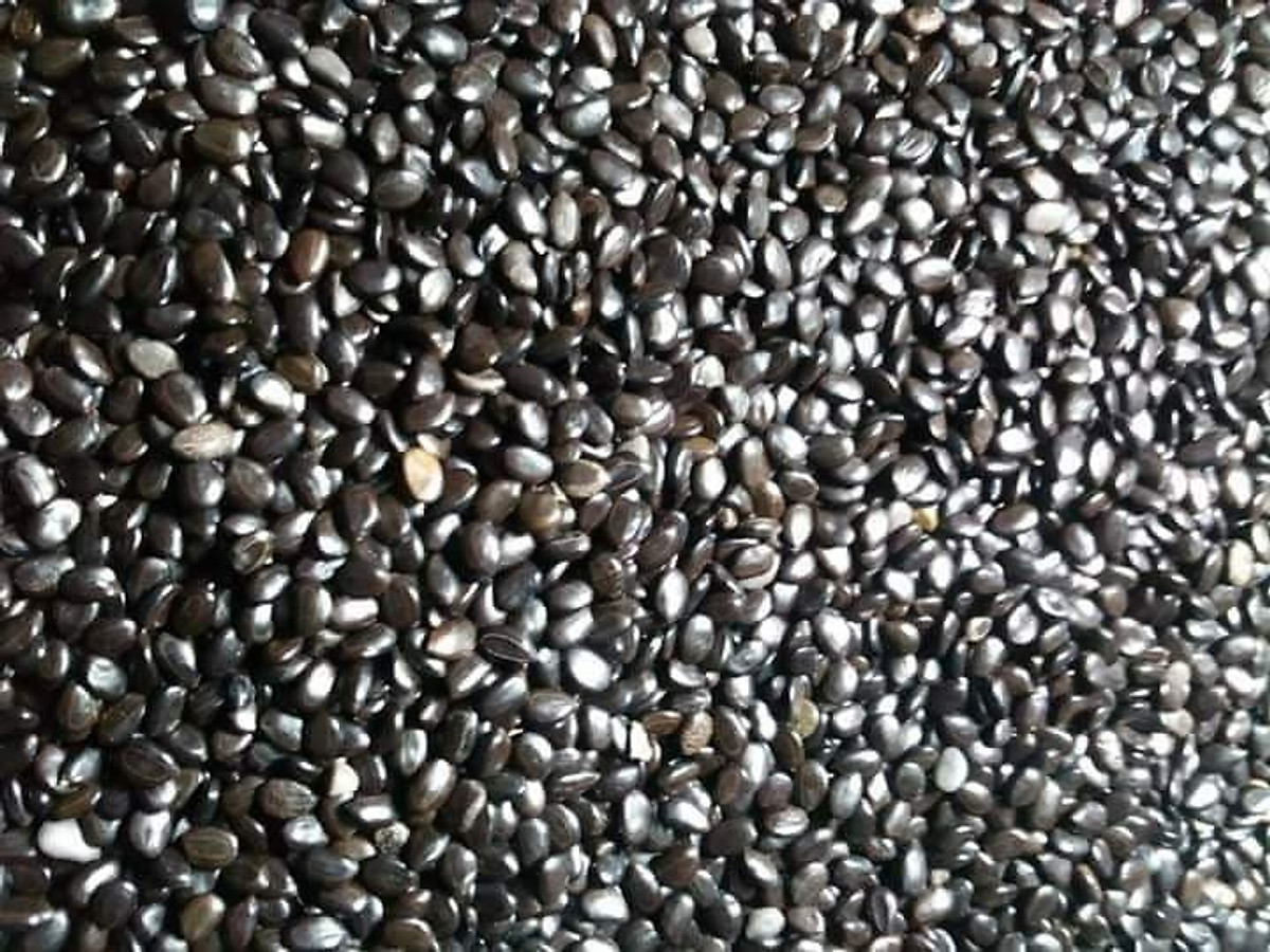 Hạt giống Cây KEO LAI [ 1 kg hạt mới tuyển chọn, tỷ lể nảy mầm cao ].