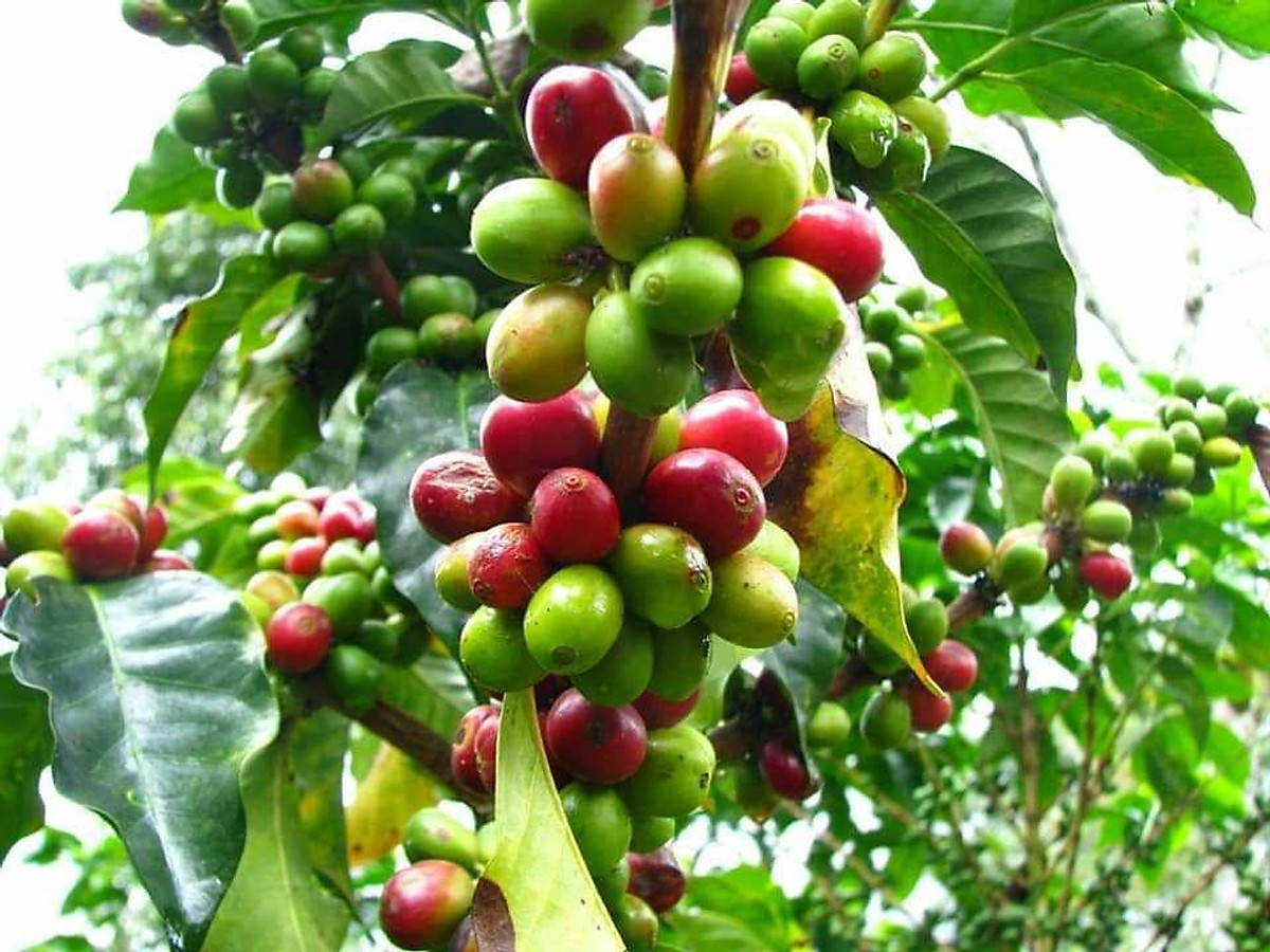 cây giống cà phê culi siêu trái - Hạt giống