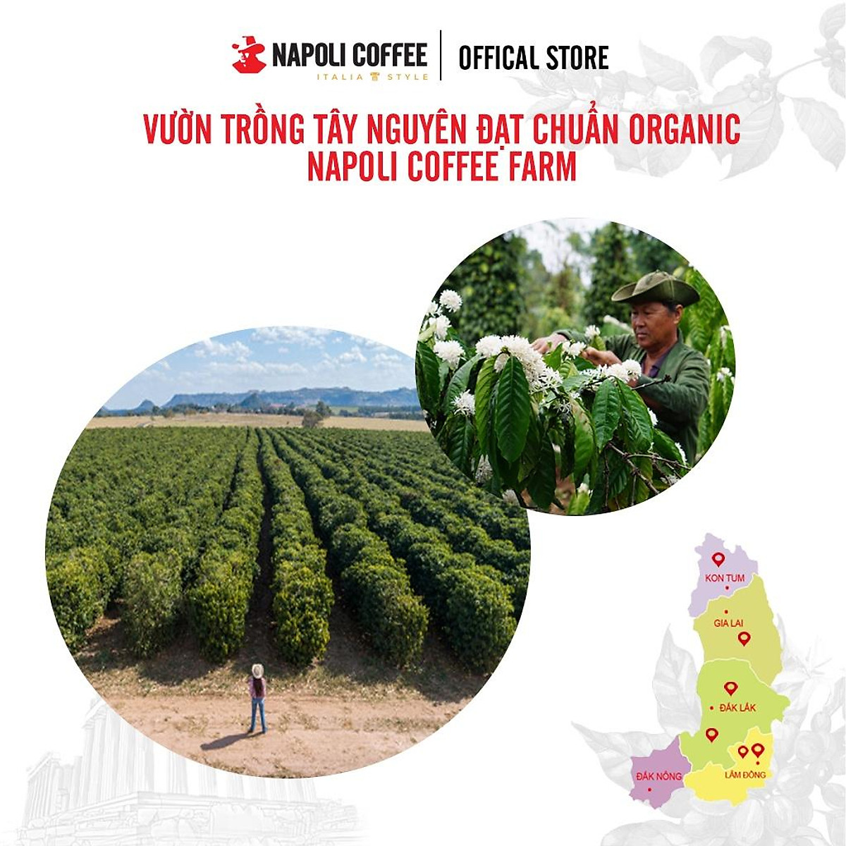 COMBO 3 Túi Lớn Cà Phê Socola Sữa Đá Napoly Coffee - Cafe Hoà Tan Cappuccino - Từ Arabica & Robusta Hạt SẠCH (18 gói x 29g)