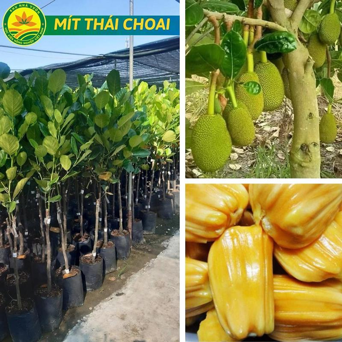 Cây mít thái choai cao từ 1m-1,3m cho quả ăn ngay giống siêu khỏe,