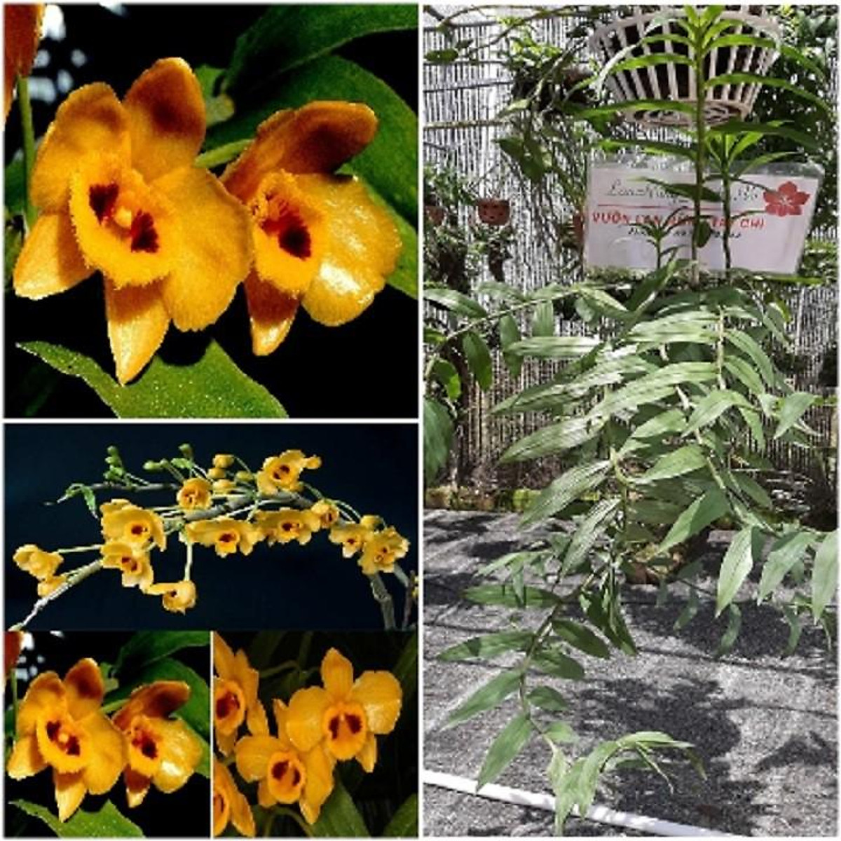 1 bó lan phi điệp vàng rừng tây bắc siêu to, hoa siêu đẹp 1 Bó Lan Phi Điệp Vàng Rừng Tây Bắc Siêu To, Hoa Siêu Đẹp