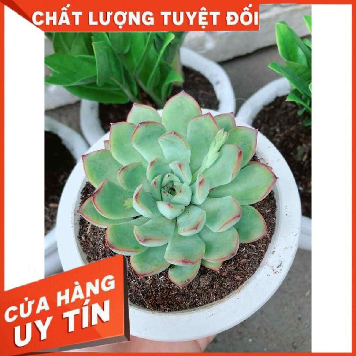 Chậu sen đá viền hồng Nhiều Người Mua - Cây cảnh