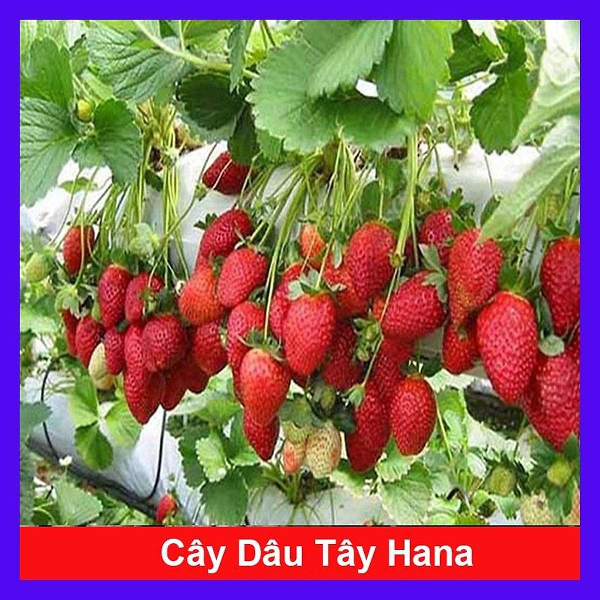 Cây dâu tây hana giống chịu nhiệt quả to siêu ngọt - cây ăn quả + tặng