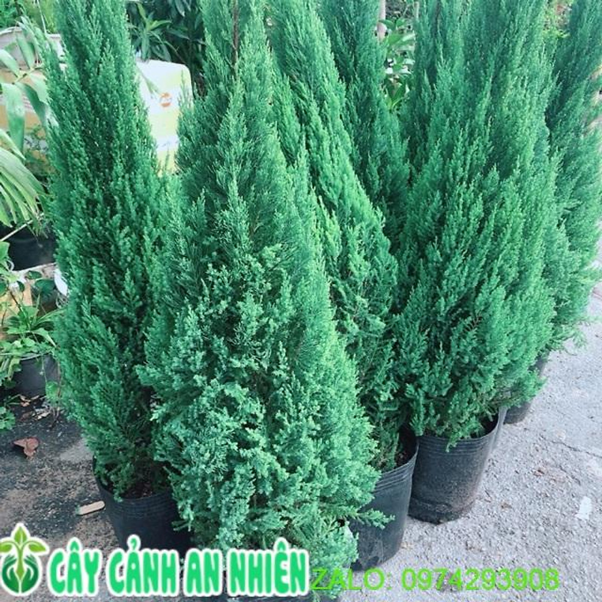 Create a Beautiful Blue Point Juniper Privacy Screen for Your Yard