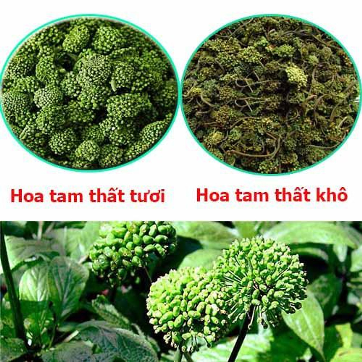 Nụ hoa tam thất và những điều cần tránh khi sử dụng Công dụng của nụ hoa tam thất khô