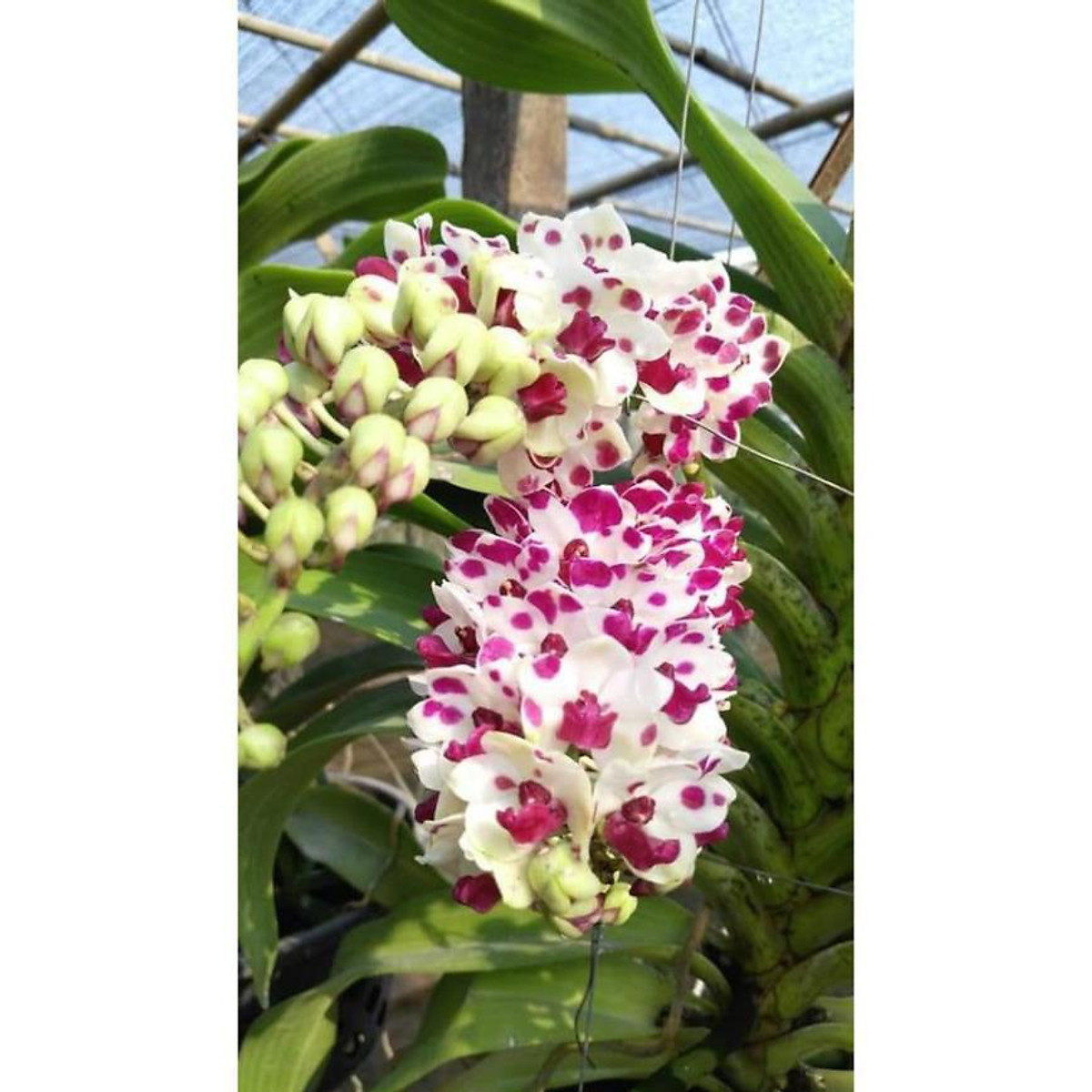 hoa phong lan đai châu bò sữa cây khủng - Cây cảnh