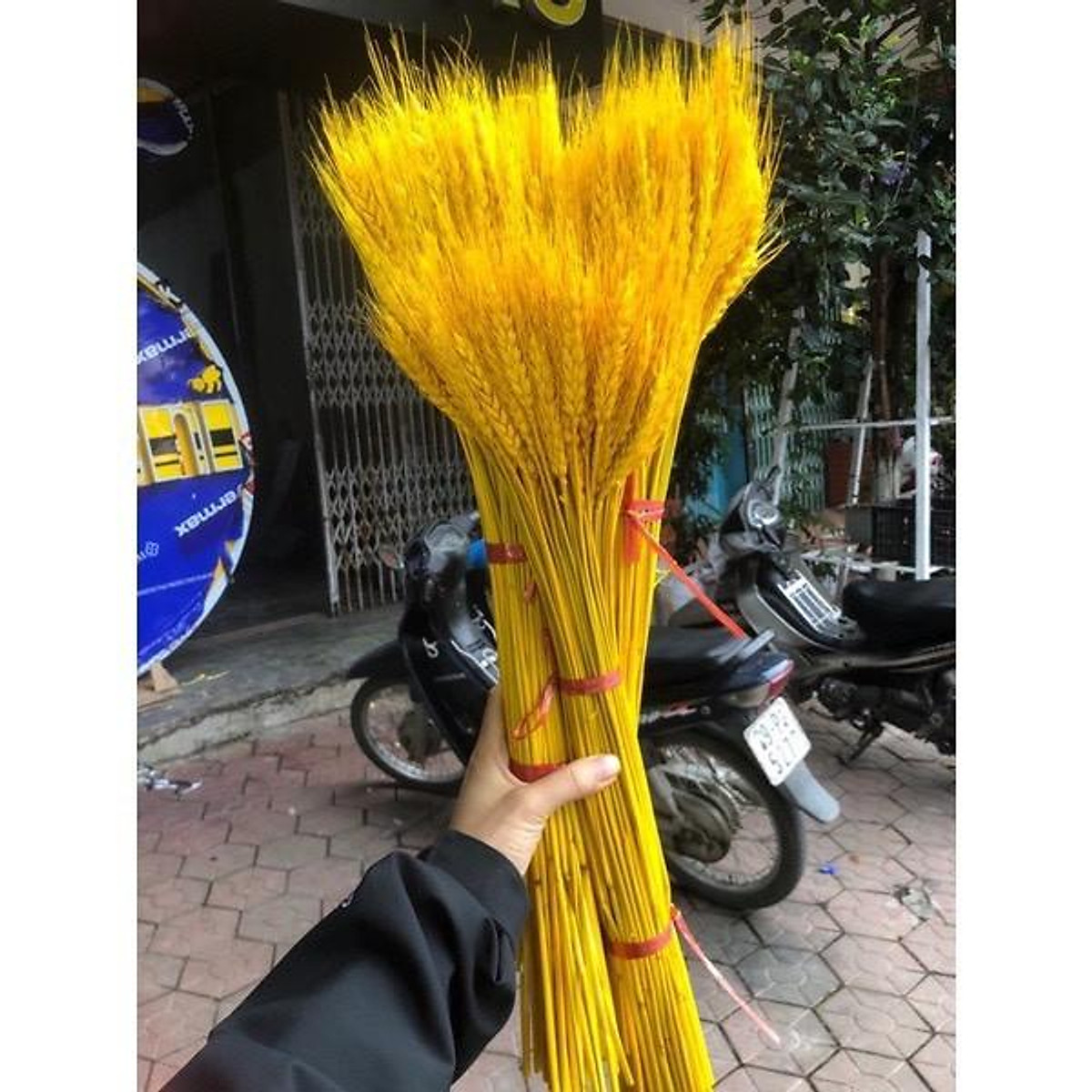 Bông Lúa Mạch Vàng Khô Decor Trang Trí Set 100 Bông - Hoa trang trí