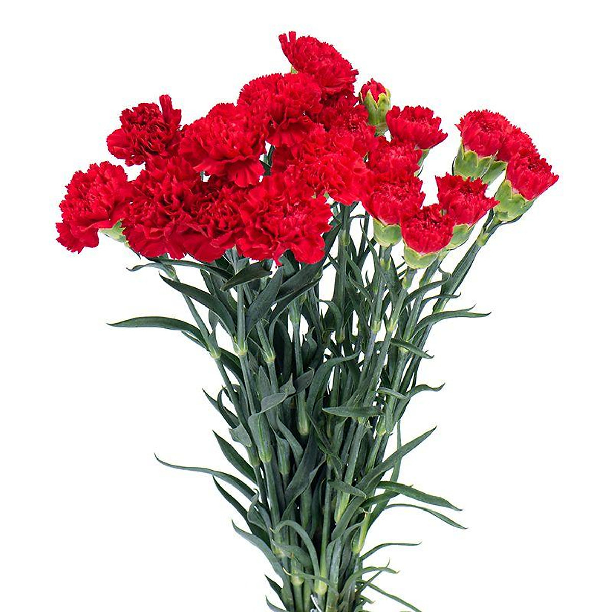 Hoa cẩm chướng đơn Dalat Hasfarm (màu đỏ/hồng)-8935077326000