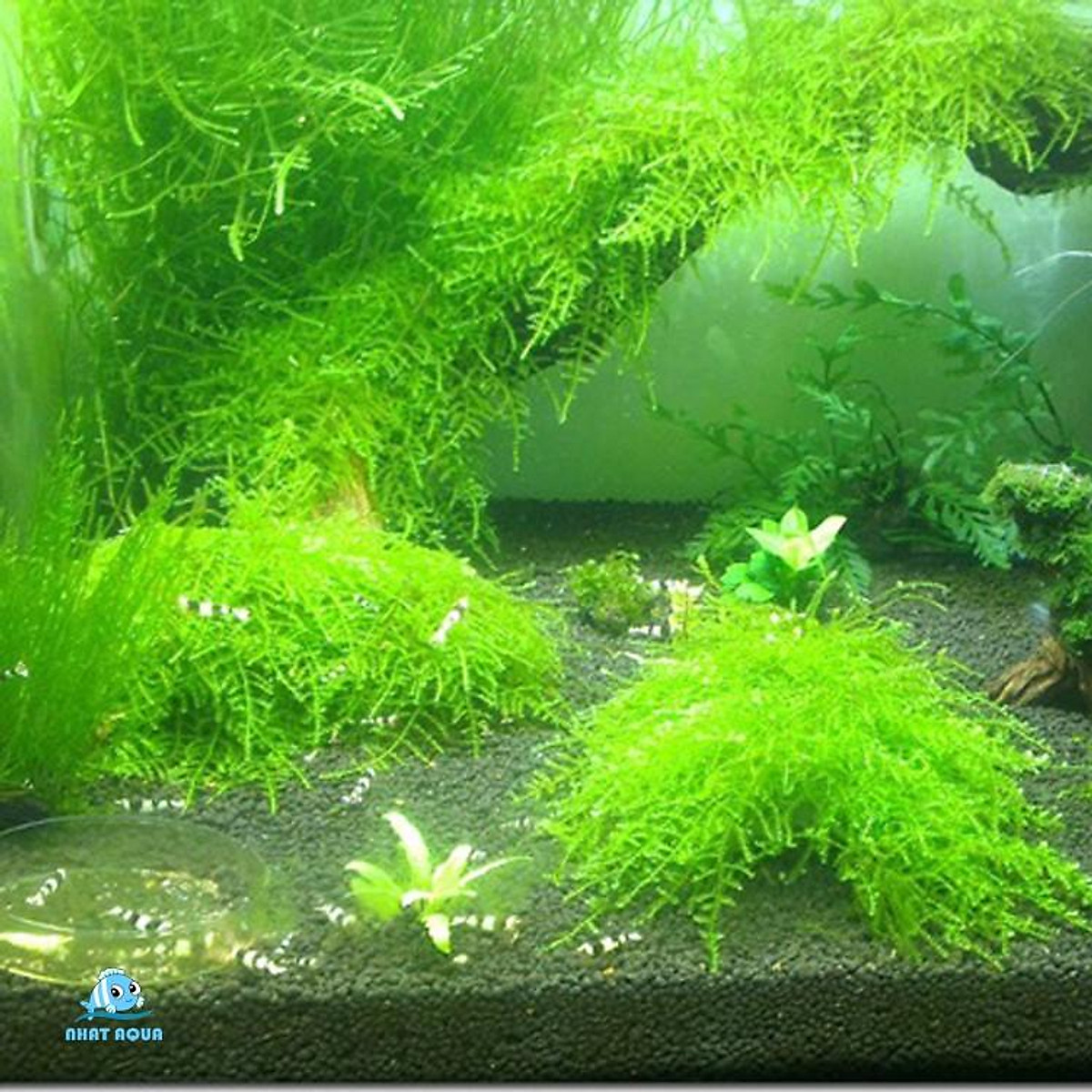 Rêu thủy sinh MINI TAIWAN - Taiwan moss - Bể cá & Phụ kiện