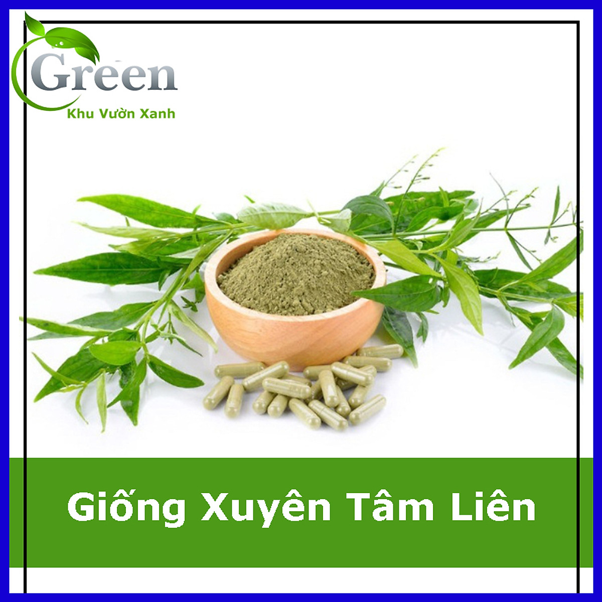 Hạt Giống Xuyên Tâm Liên