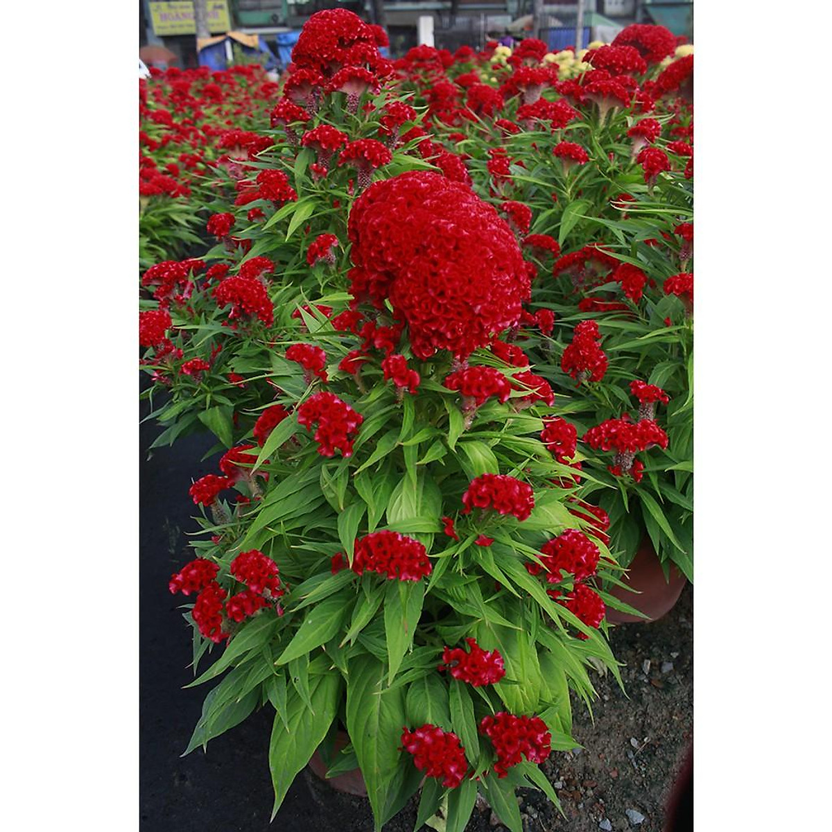 Say đắm cánh đồng hoa mào gà khoe sắc rực rỡ bên bờ công viên Văn Lang  Du  Lịch Tây Bắc