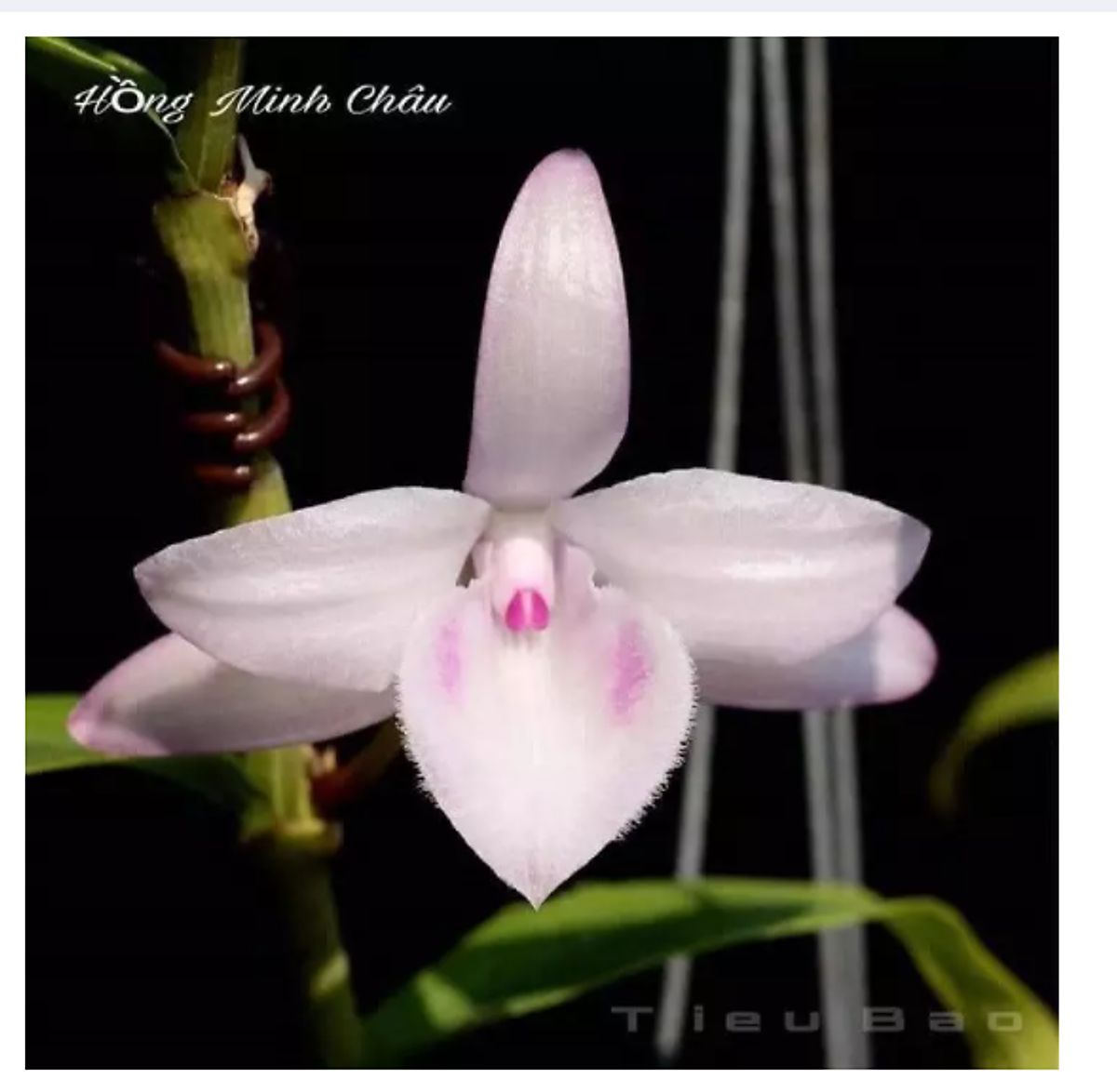 Hoa Phong Lan - Hồng Minh Châu(Cao 12 Cm ,Ươm Tự Nhiên) | Tiki