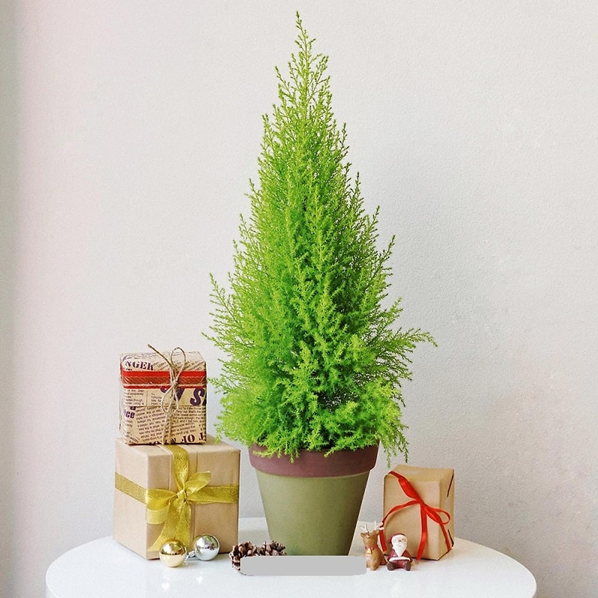Mua Cây Tùng Thơm, tùng thơm - Cây Thông Noel, Cây Trang Trí Giáng Sinh Cao 30- 40cm ( Không bao gồm chậu và quà) | Tiki