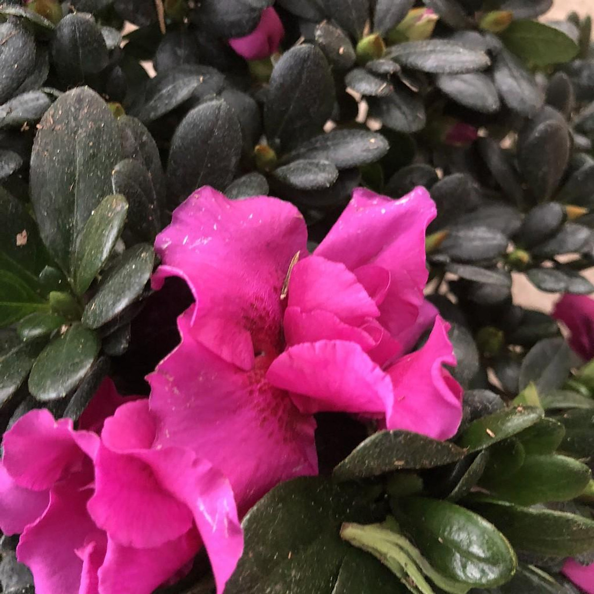 Du lịch Sapa ngắm hoa đỗ quyên