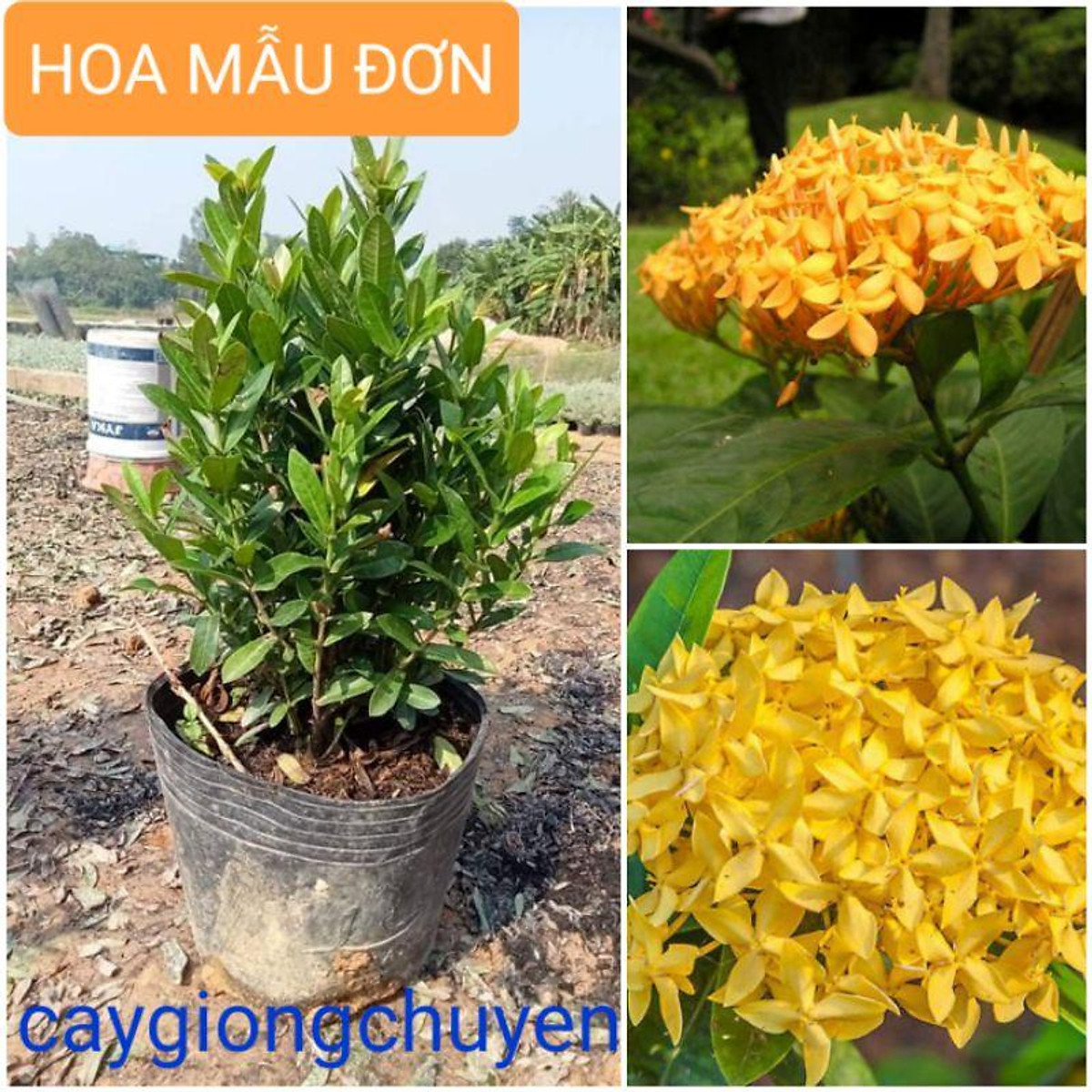 CÂY HOA MẪU ĐƠN HOA VÀNG (ảnh tự chụp) - Cây cảnh