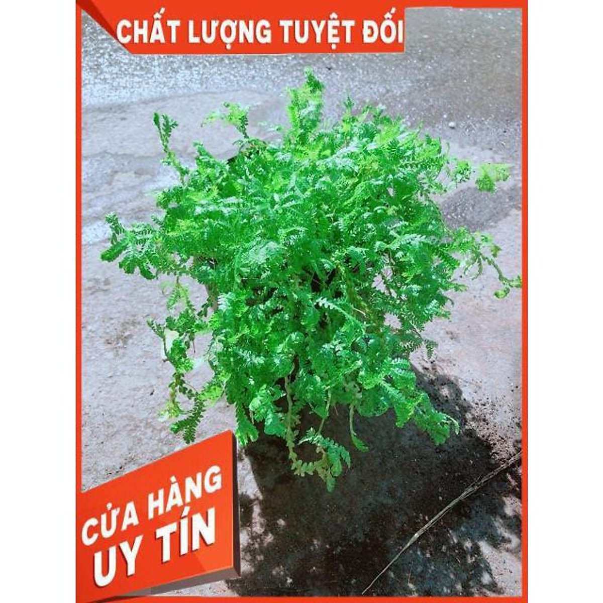 Cây Rêu Xanh - Cây cảnh