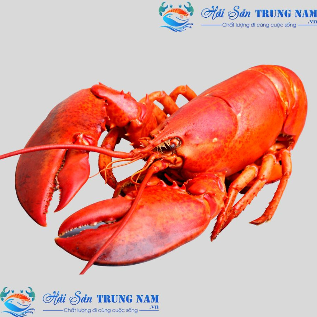 Tôm Hùm Alaska 1 Con ~500Gr - Tôm, cua, ghẹ, ốc