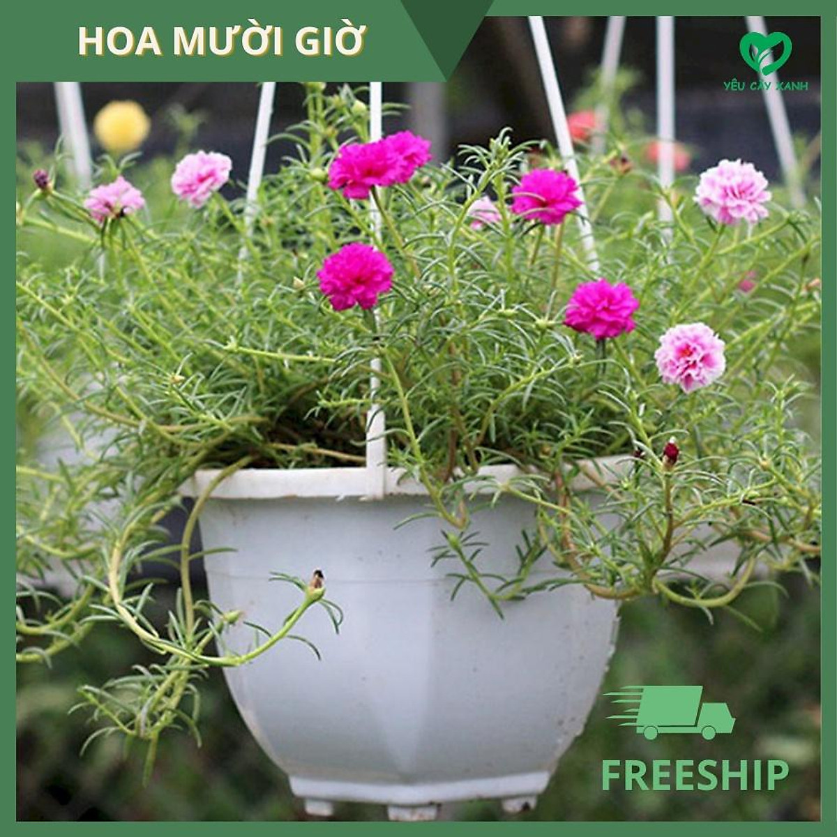 Cây Hoa Mười Giờ  Mua bán trồng cung cấp hoa muoi gio khối lượng lớn
