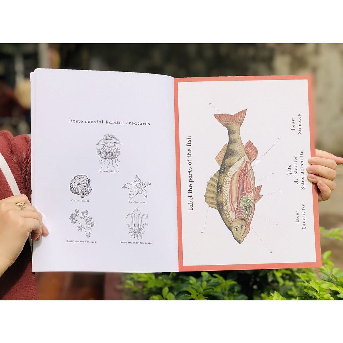 Sách : Animalium Activity Book - Tìm Hiểu Hoạt Động Của Các Loài Động Vật