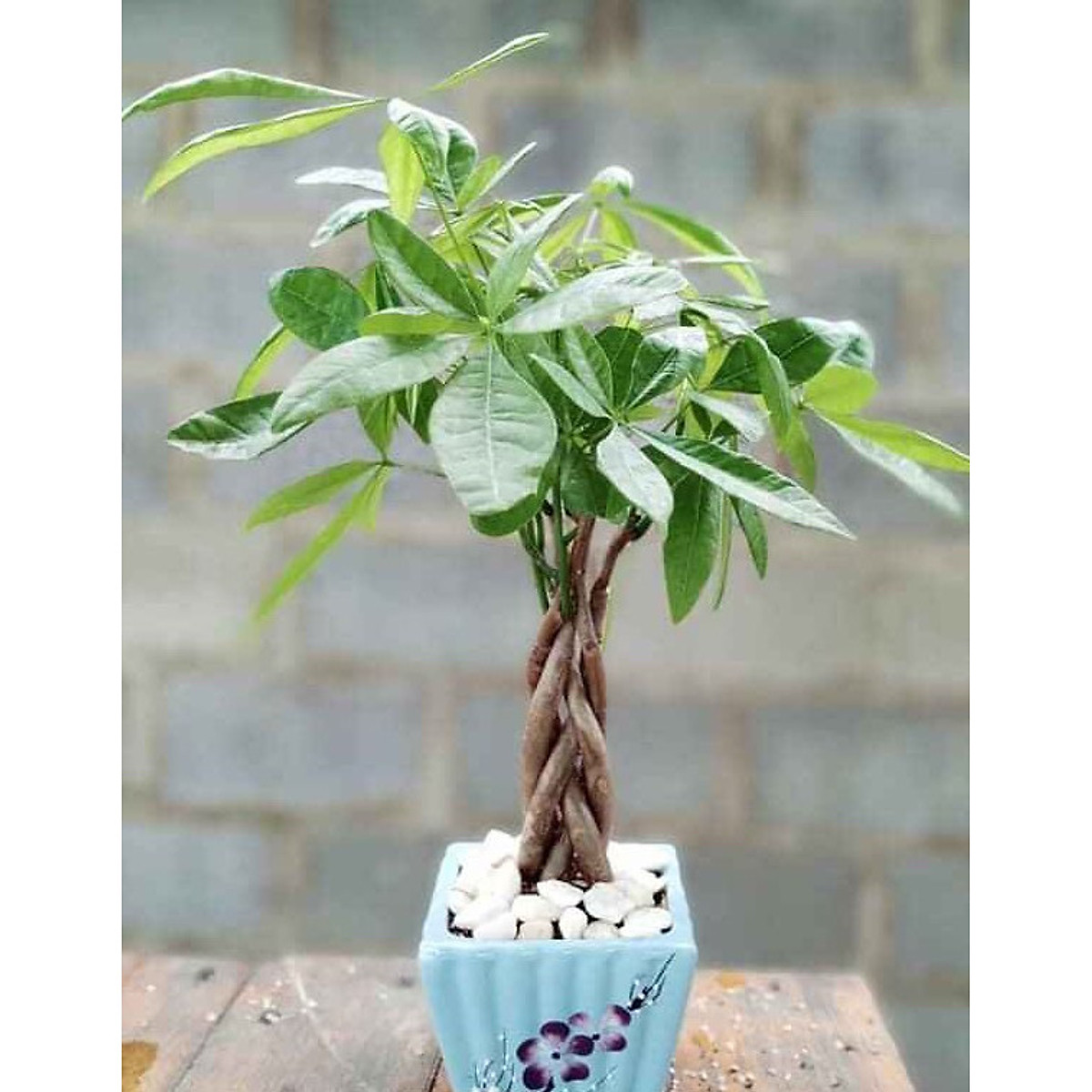 C&acirc;y kim ng&acirc;n vượng t&agrave;i  