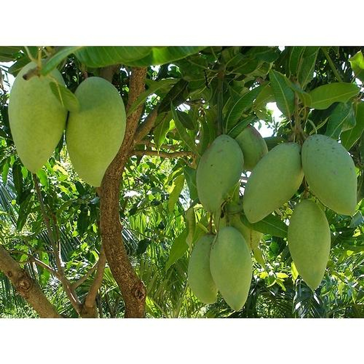 CÂY XOÀI LÉP HẠT(CÂY CAO 45-50CM) - Cây cảnh