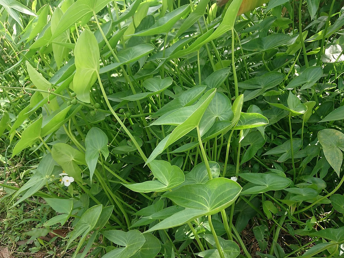 Hạt giống cây kèo nèo (Gói 0.1gr) - Hạt giống
