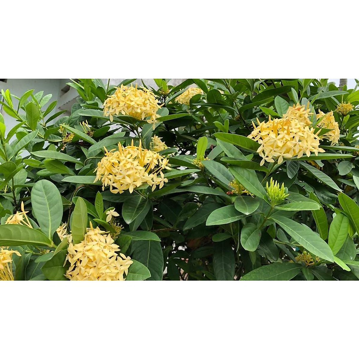 HOA MẪU ĐƠN MÀU VÀNG, HOA ĐẸP, cây lớn, hàng đang nụ hoặc sắp nụ