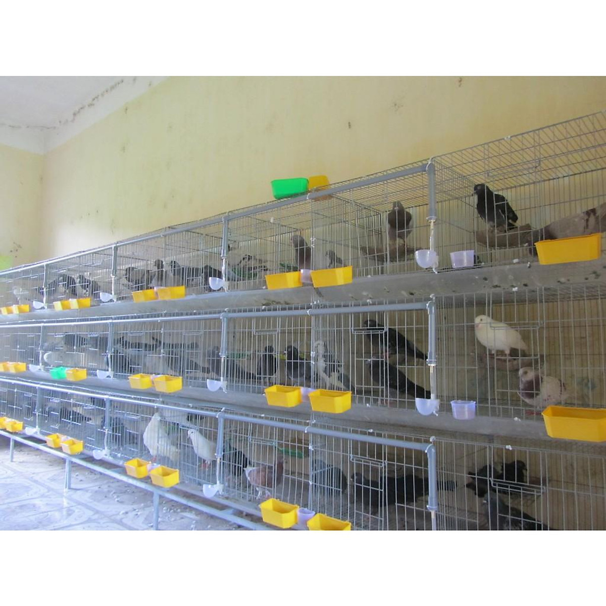 Mua, Bán nhà đất gần Cửa hàng chim cảnh và phụ kiện nuôi chim cảnh Lý Nhân,  Hà Nam
