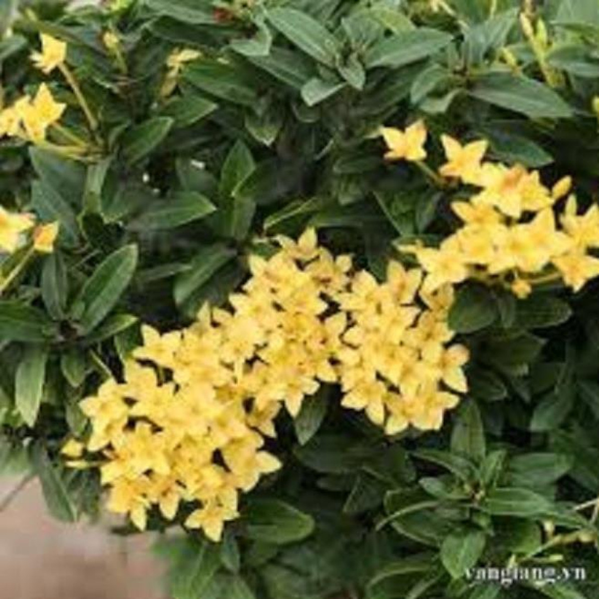 hoa mẫu đơn màu vàng, bầu cây lớn, gửi đi nguyên bầu - Cây cảnh