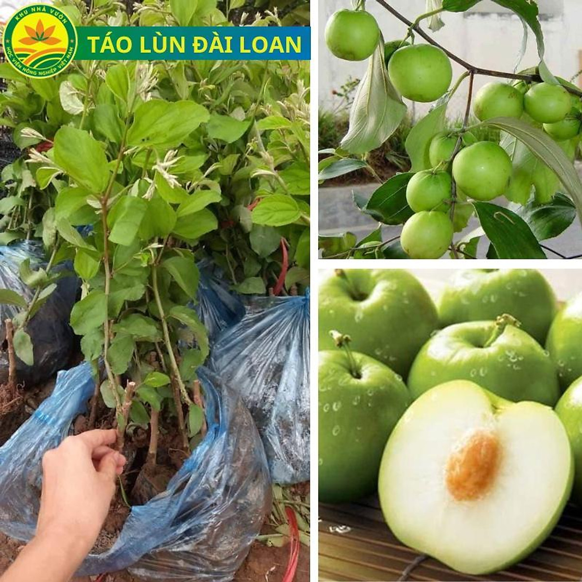 Cây táo Đài loan F1 (táo lai lê Đài Loan), giống táo quả to, vỏ mỏng,