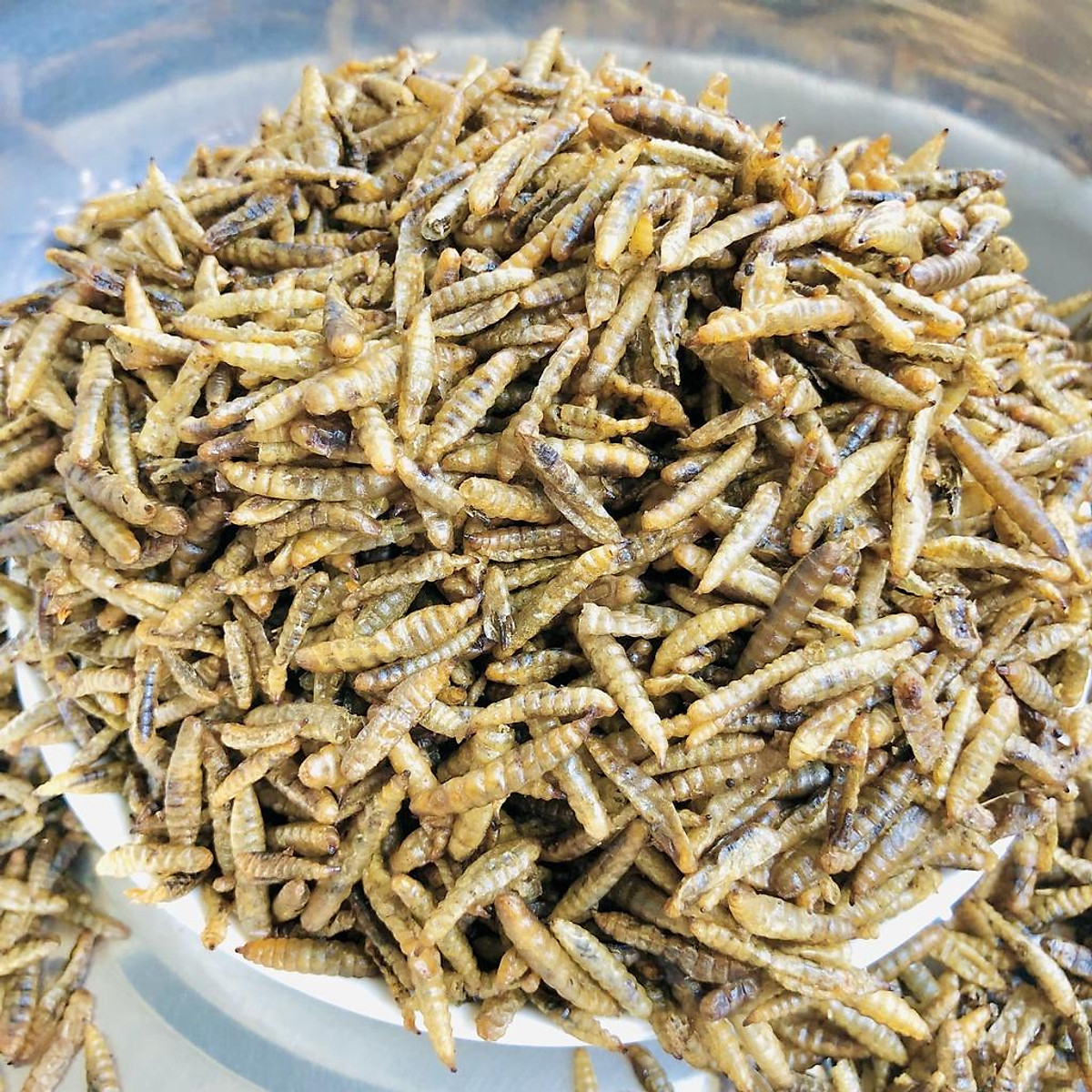 Sâu Canxi sấy khô