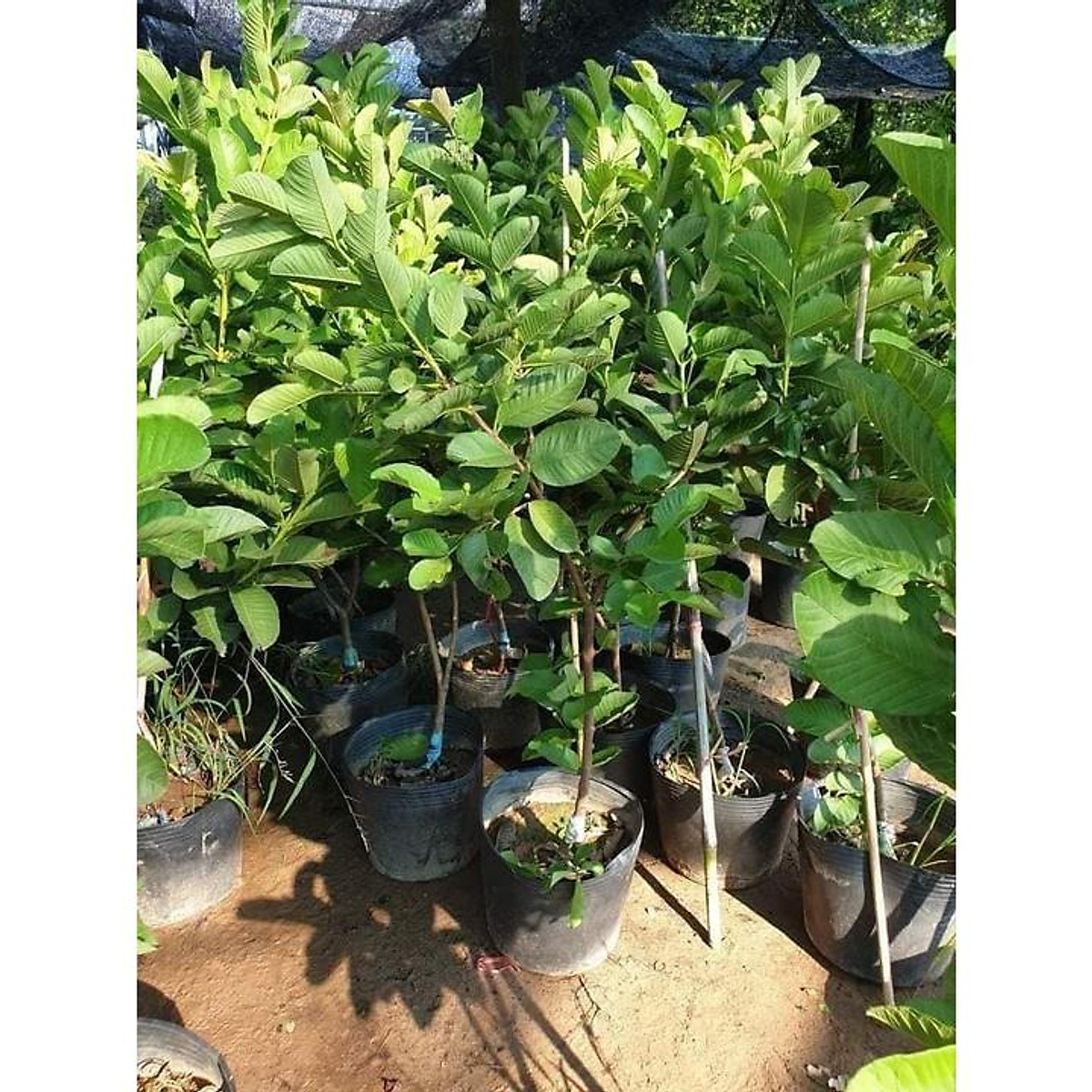 Cây Ổi Ruby ruột đỏ Đài Loan choai cao 1m- 1,2m cho quả ngay khi