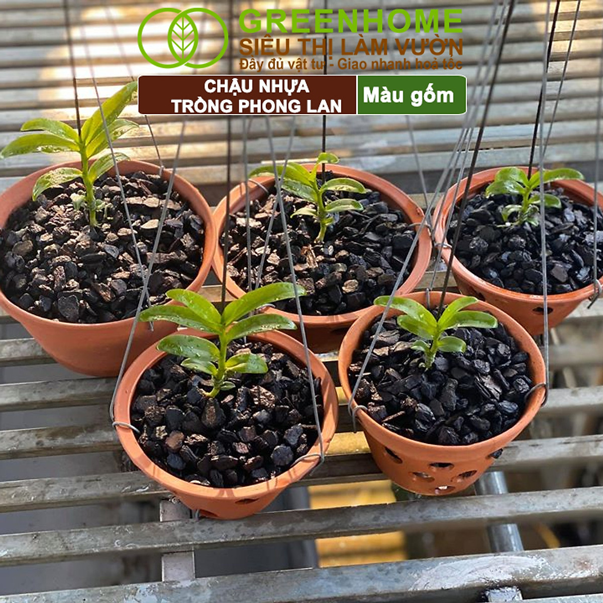 Chậu Trồng Lan Greenhome, R15xC10cm, Nhựa Màu Gốm, Bền, Đẹp, Chống Rơi Vỡ, Thoáng Rễ, Giá Thành Tốt