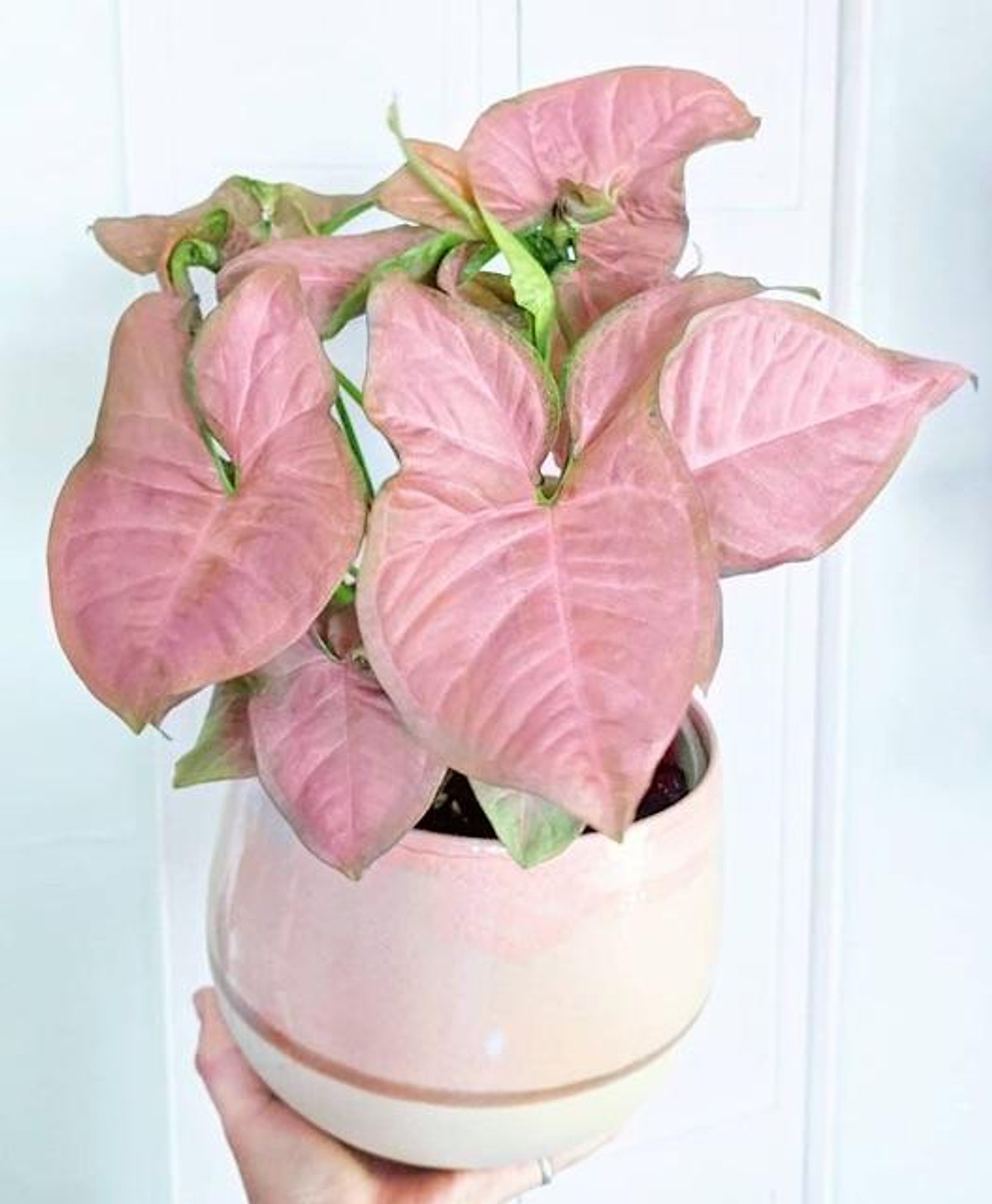 Trầu bà hồng - Syngonium pink | Tiki