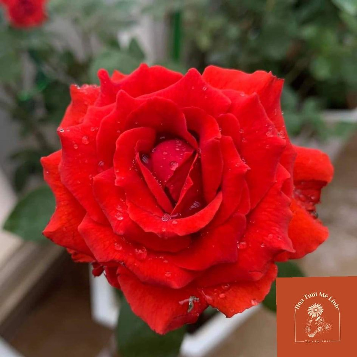 Hoa hồng cổ Sơn La đỏ nhung (leo) Cực phẩm Nhân Gian - Cây cảnh