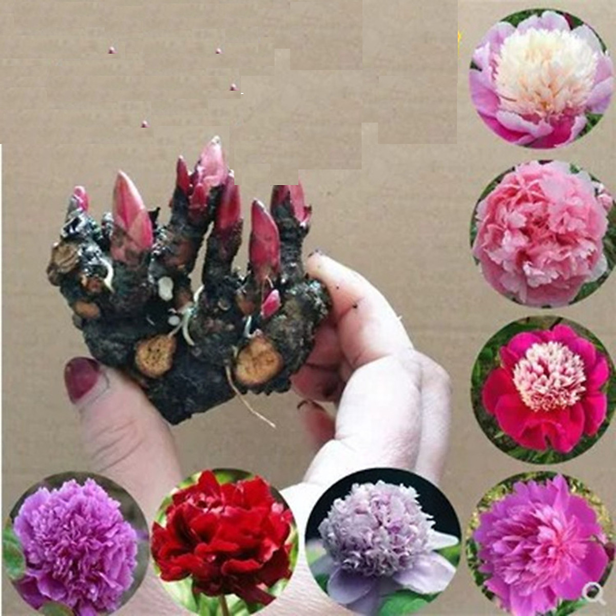 Mua combo 3 củ giống hoa mẫu đơn 3 màu ( đỏ- hồng-vàng) 5-7 mầm một củ | Tiki Mua Combo 3 Củ Giống Hoa Mẫu Đơn 3 Màu ( Đỏ- Hồng-Vàng) 5-7 Mầm Một Củ | Tiki
