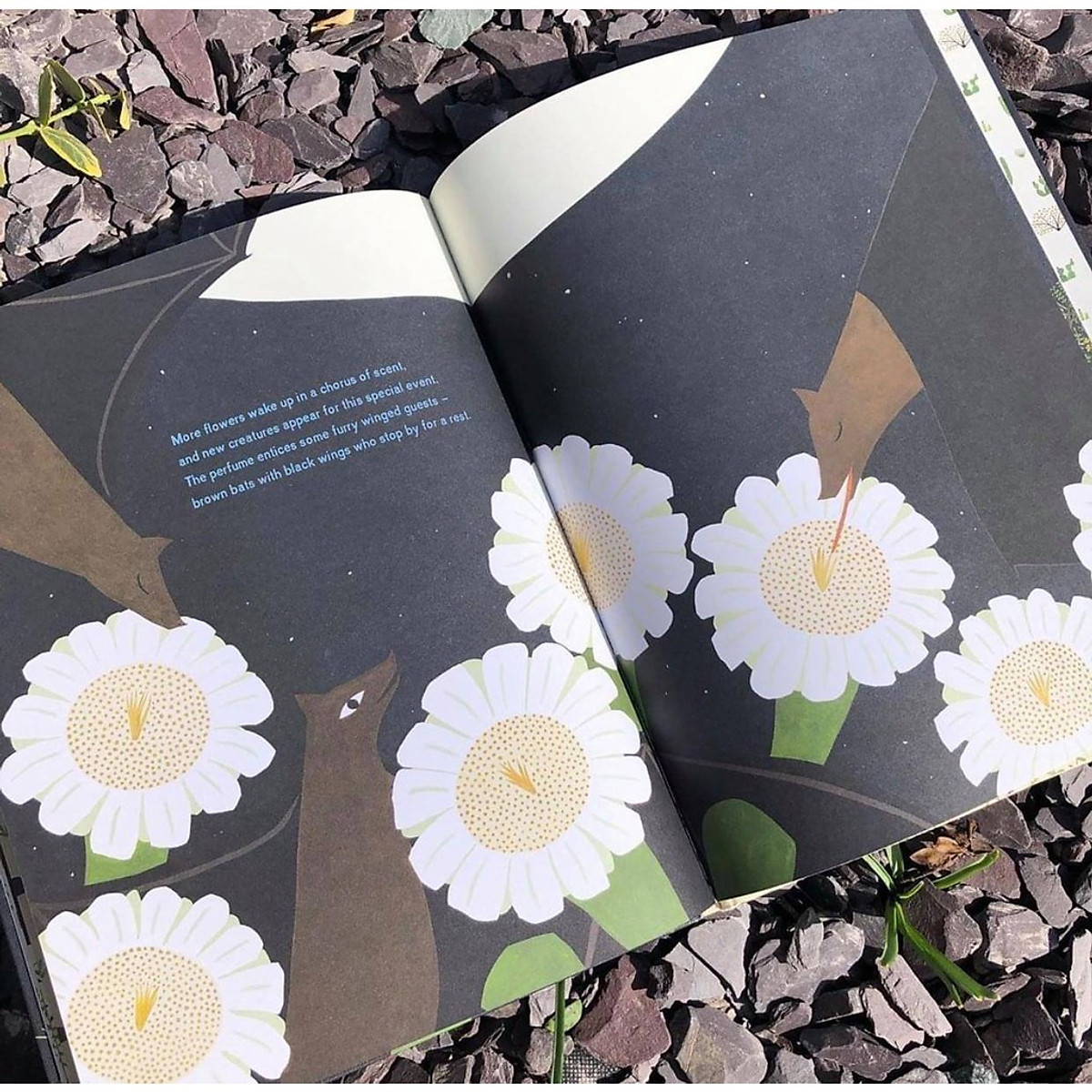 Sách - The Night Flower - Sách Nói Về Loài Hoa Xương Rồng Nở Về Đêm, Cây Xương Rồng Saguaro Trên Sa Mạc Sonoran Ở Arizona - Nhà Sách Giáo Dục Quốc Tế, Bìa Cứng, In Màu
